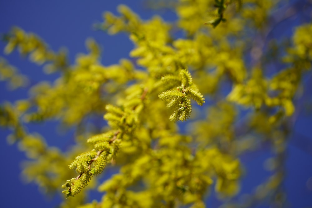 a close up of a tree branch