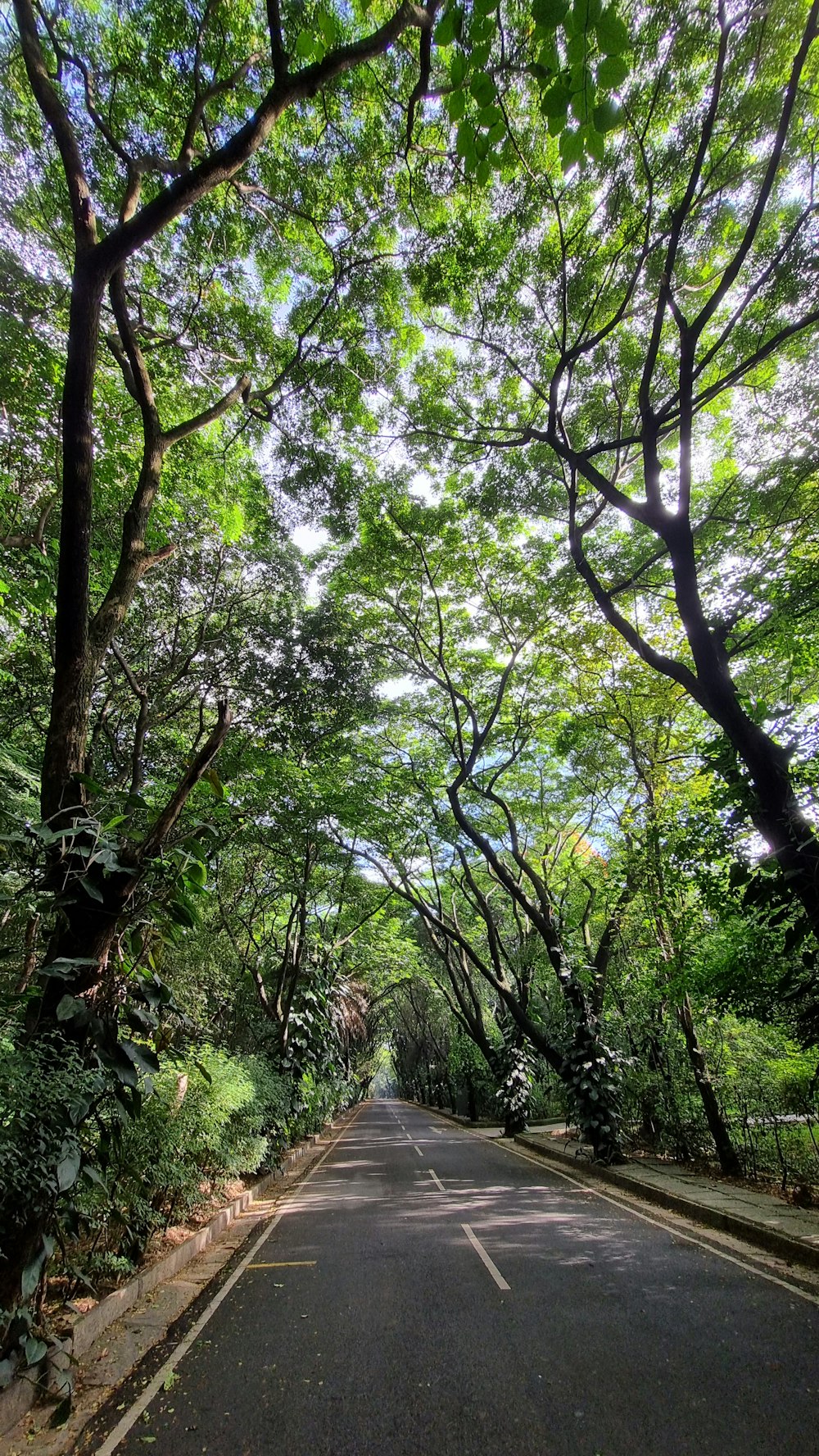 a road with trees on the side