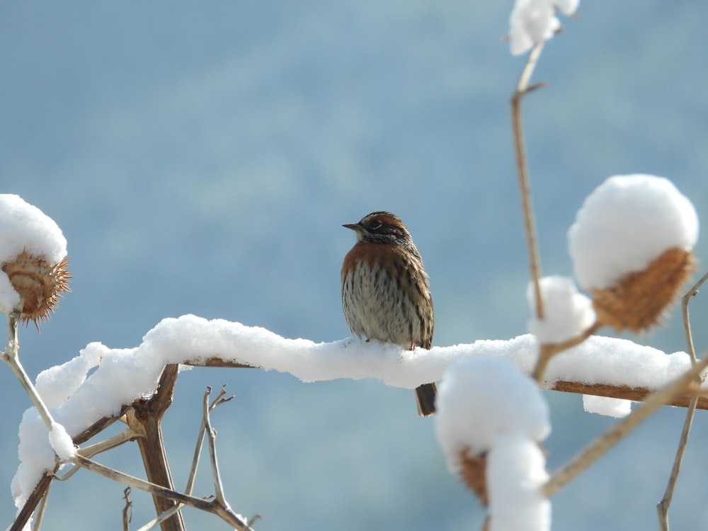 a bird sitting on a branch