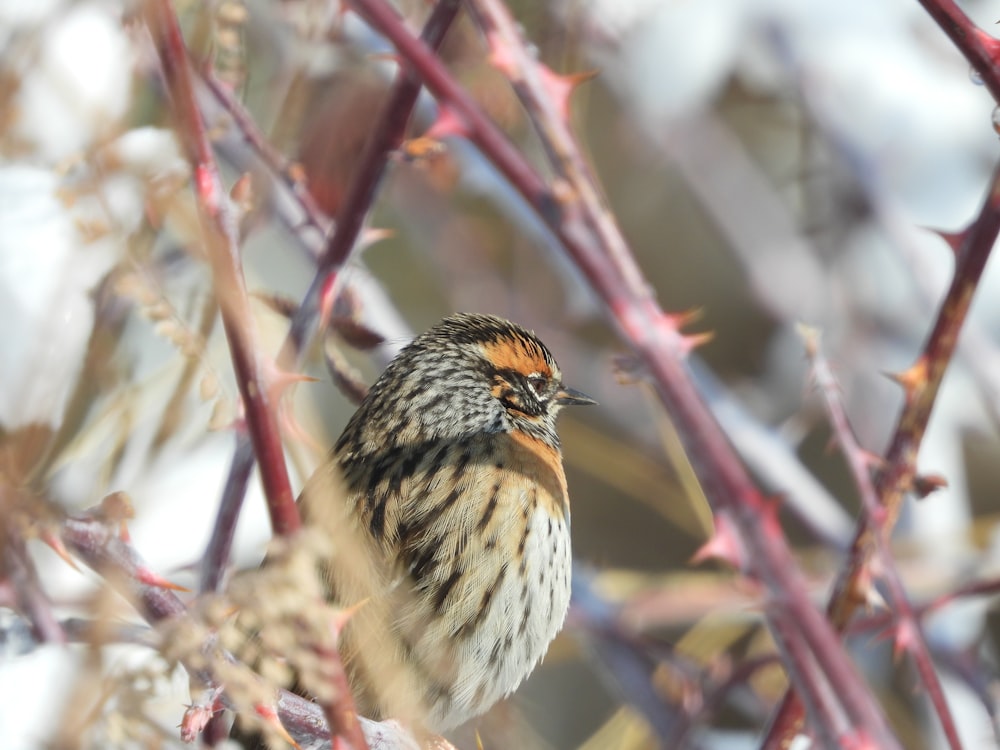 a bird perched on a branch