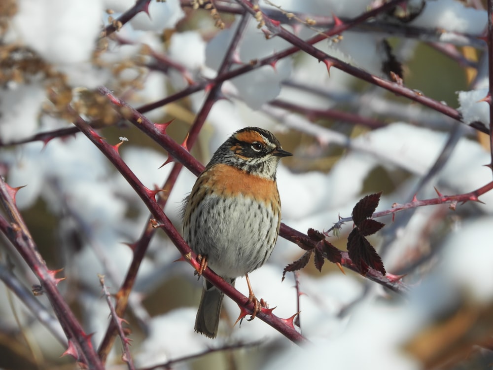 a bird sitting on a branch