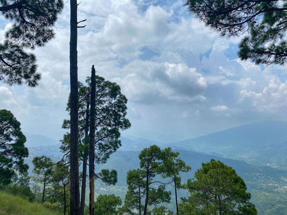 a view of a forest and mountains