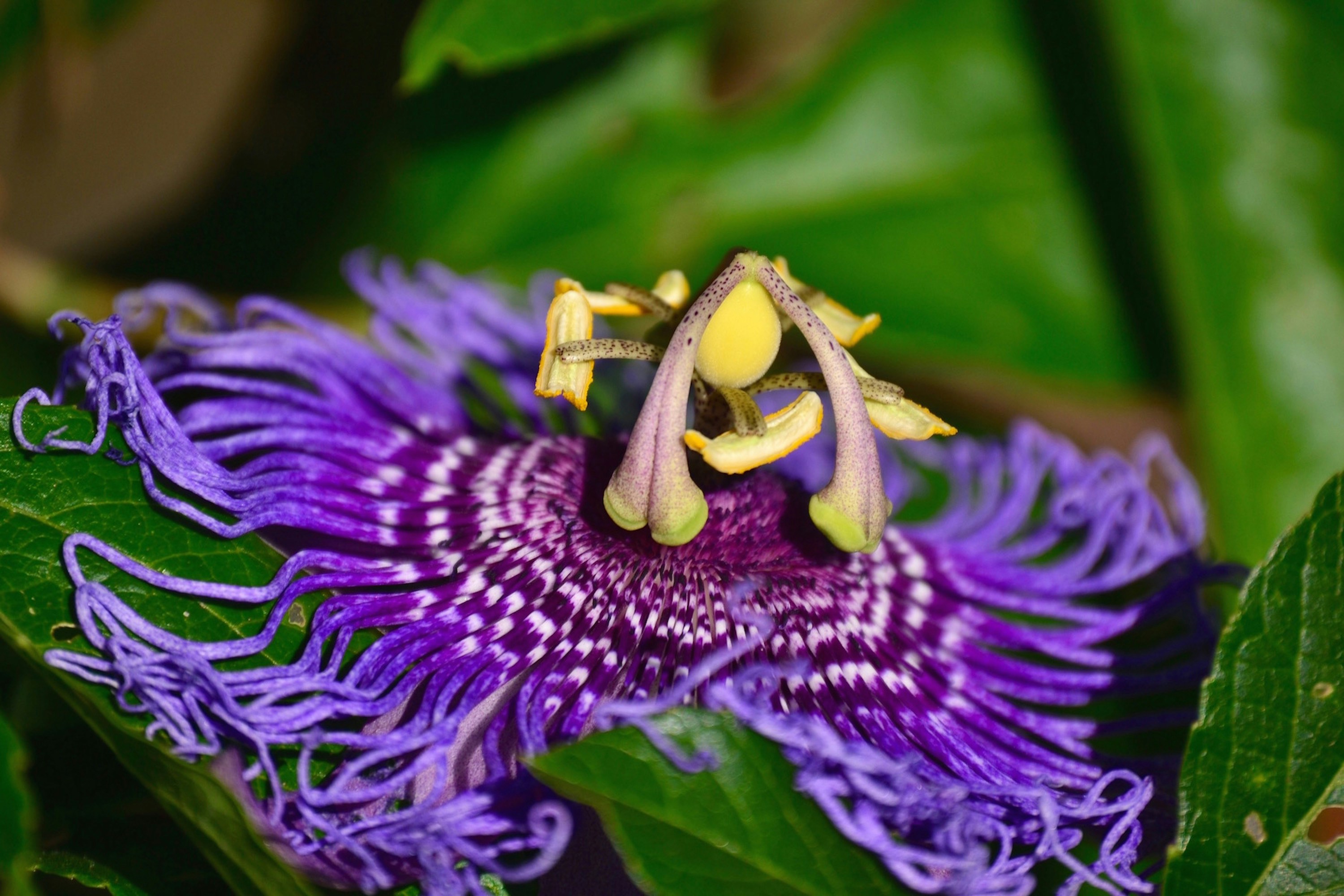Close shot focused on a passion flower.