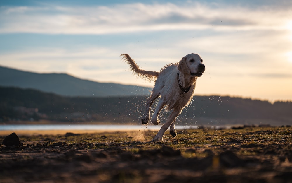 a dog jumping in the air