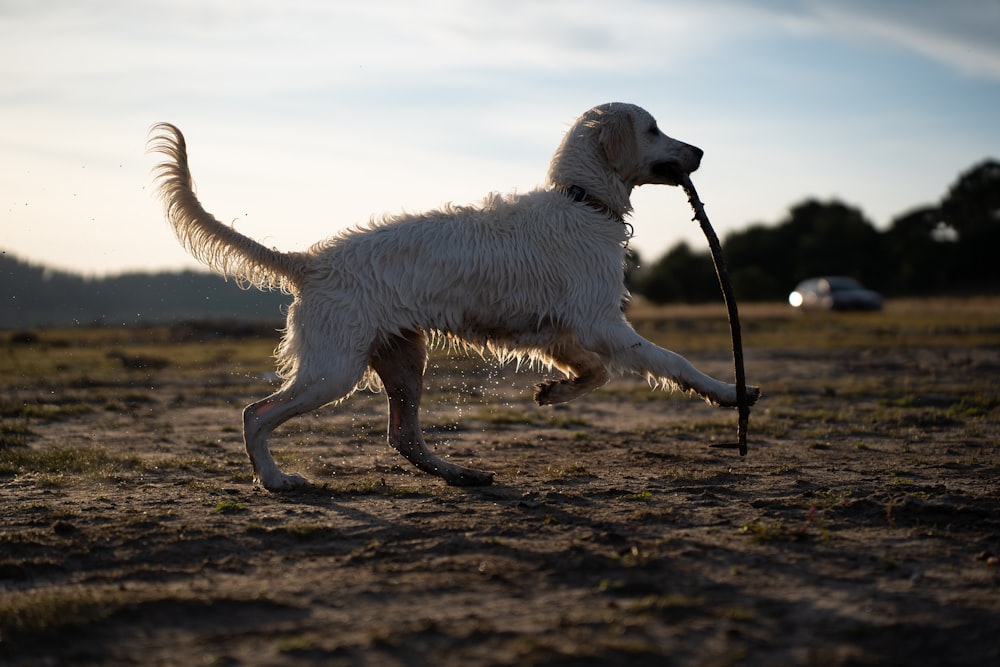 a dog running in a field