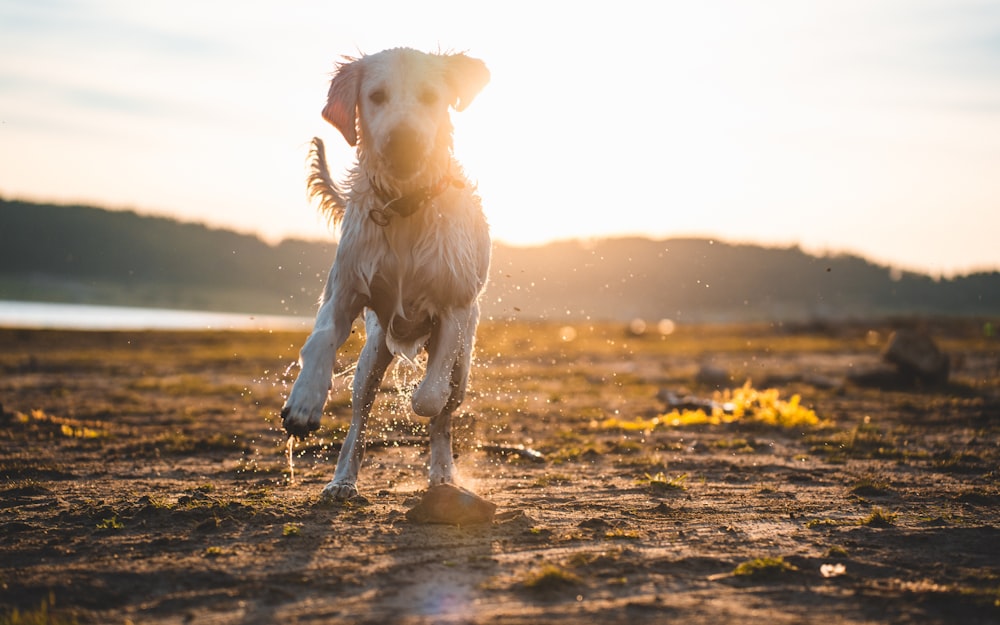 a dog running on a beach