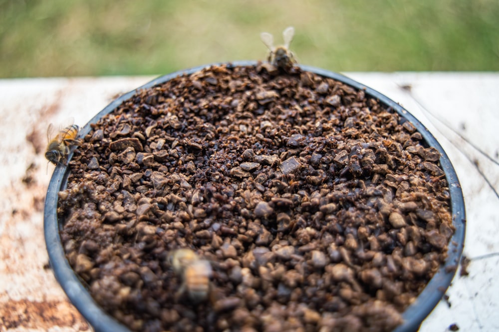 a bee in a container of soil