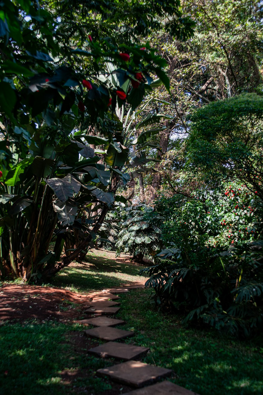 a garden with plants and flowers