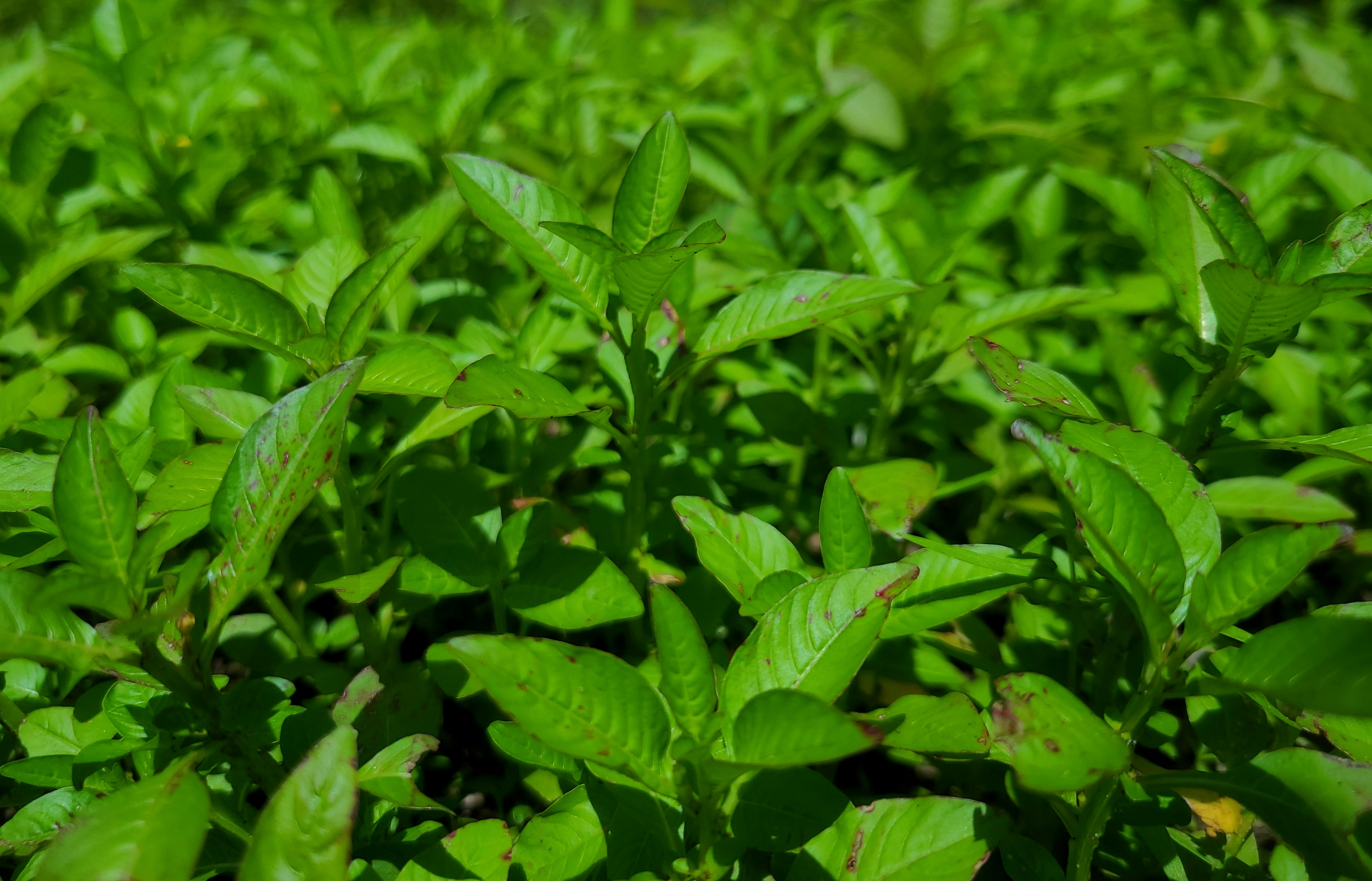 Photo by nickcardoso