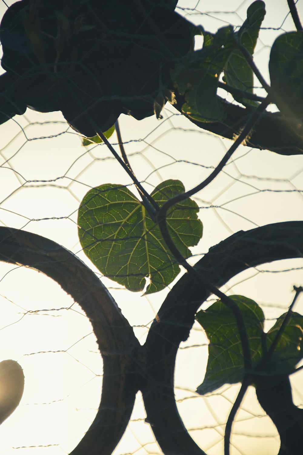 a tree with leaves