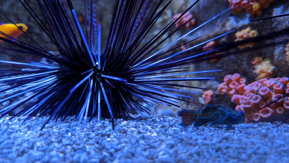 a fish swimming in an aquarium