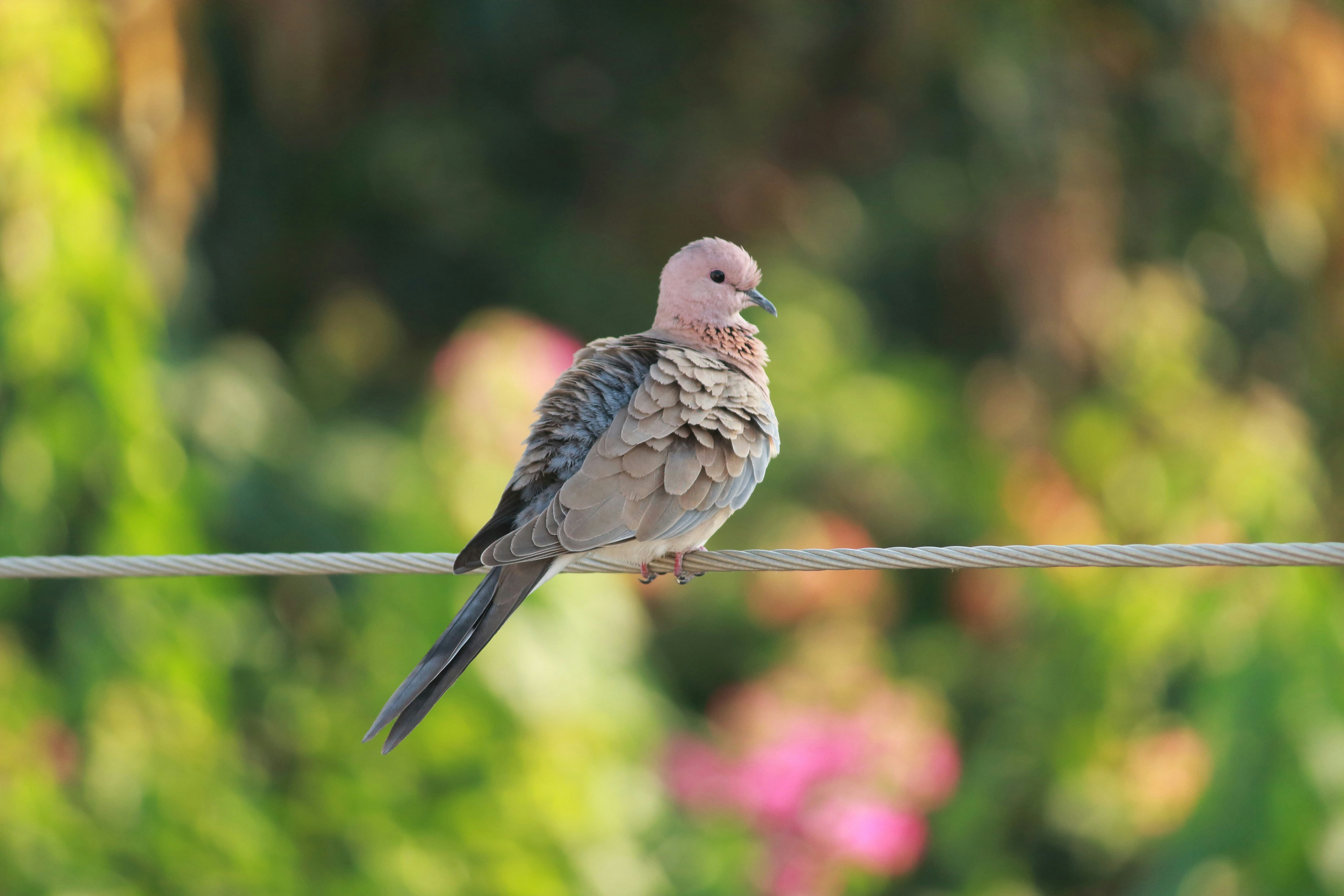 Photo by sdphotography212