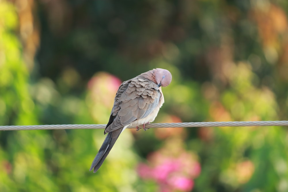 a bird sitting on a wire