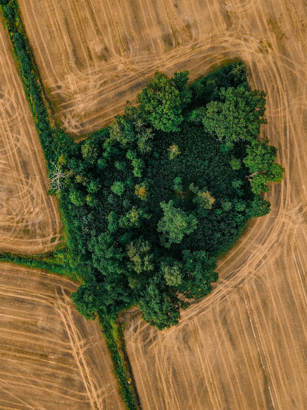 a field of green plants