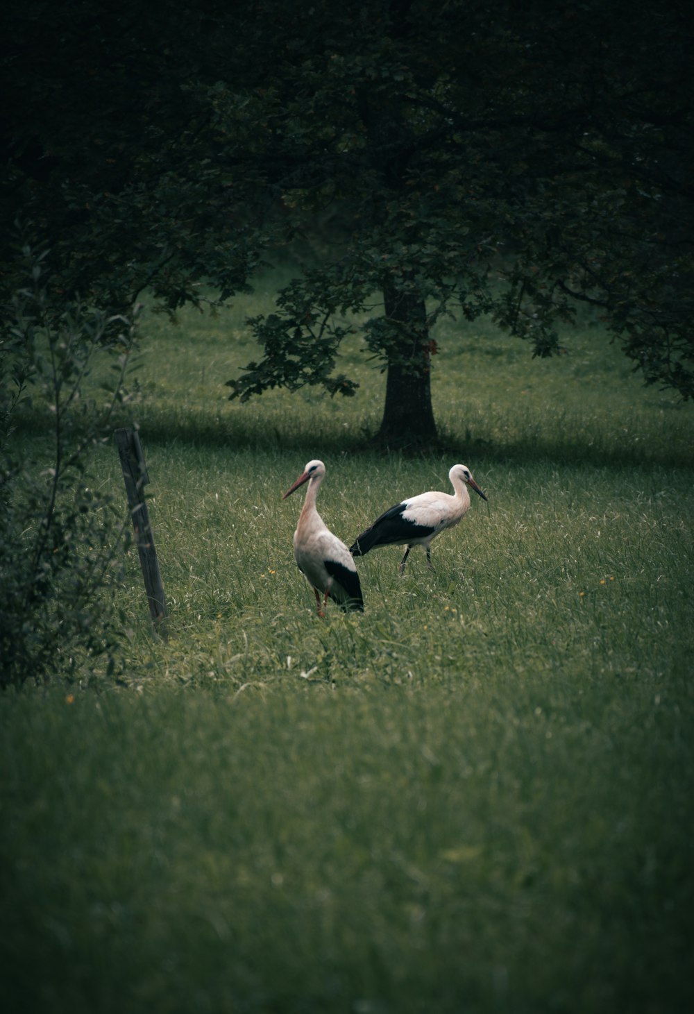 two birds walking in a grassy area