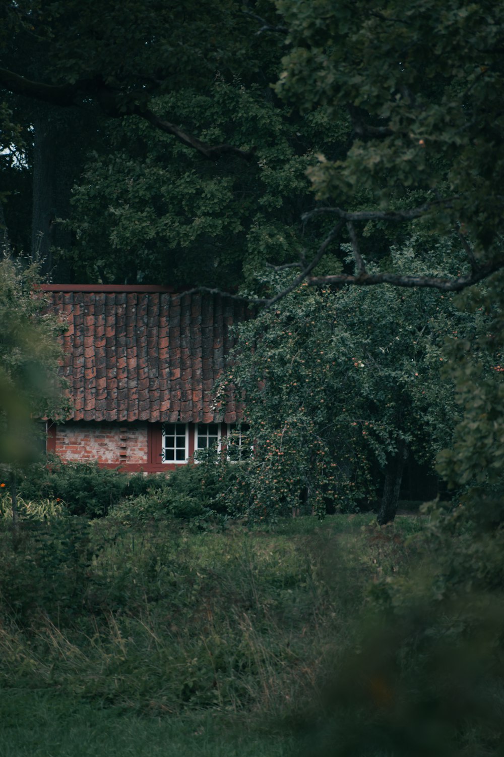 a house in the woods