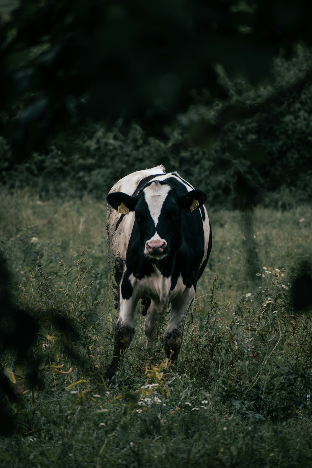 a cow in a field