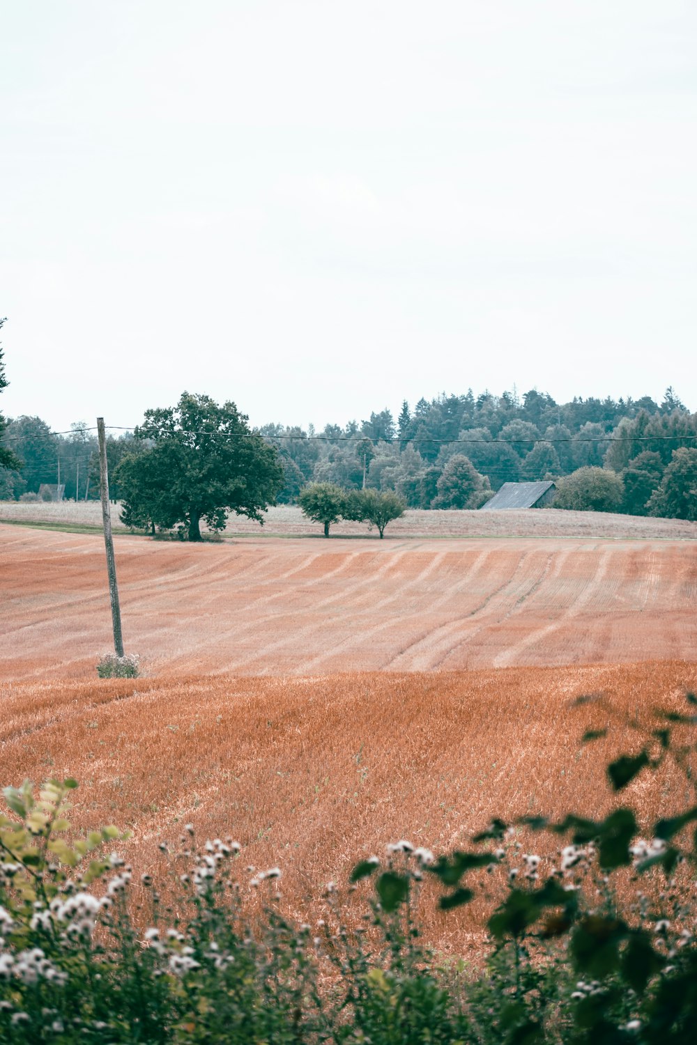 a field of brown grass with trees in the background