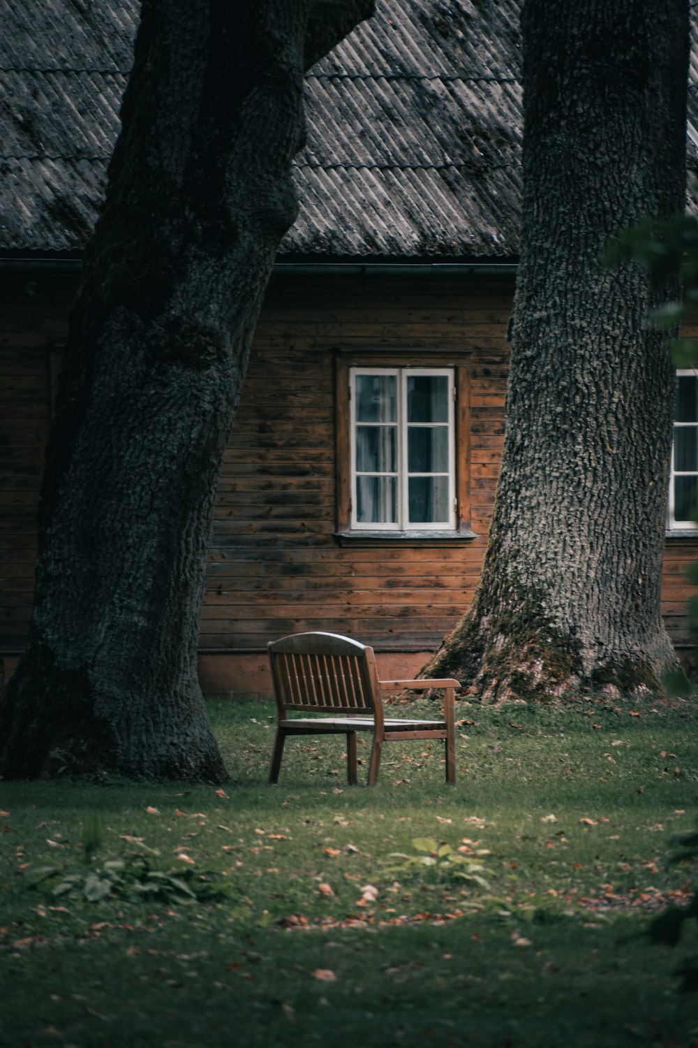 a bench sits in front of a tree