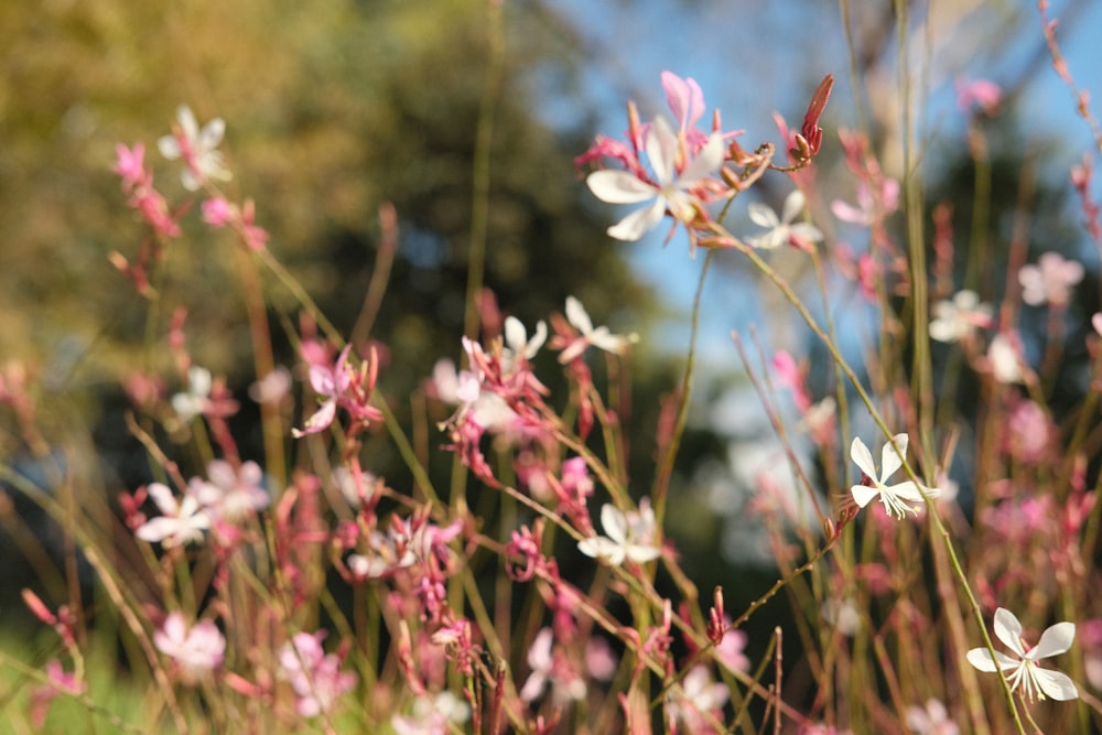 a close up of some flowers