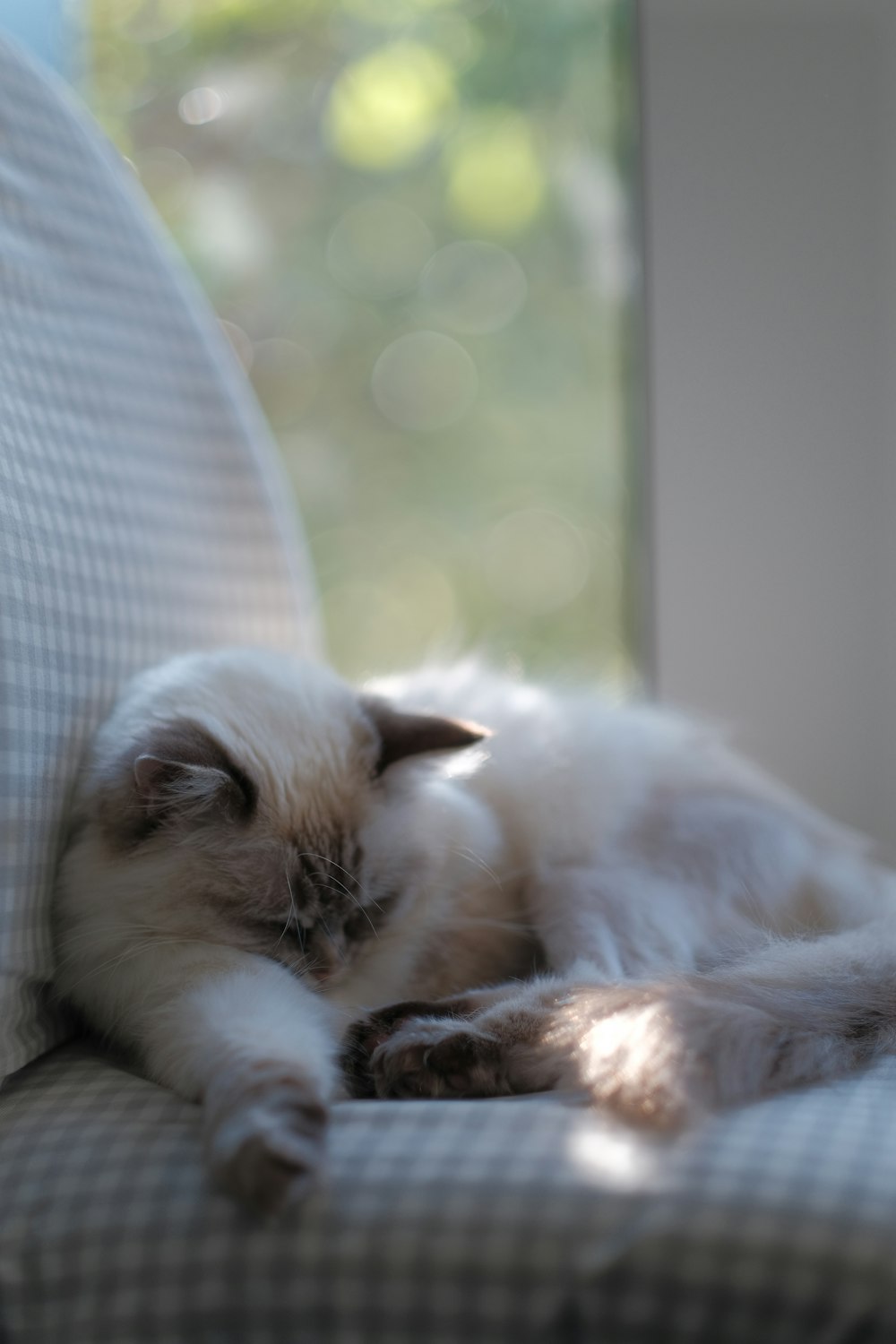 a cat sleeping on a couch