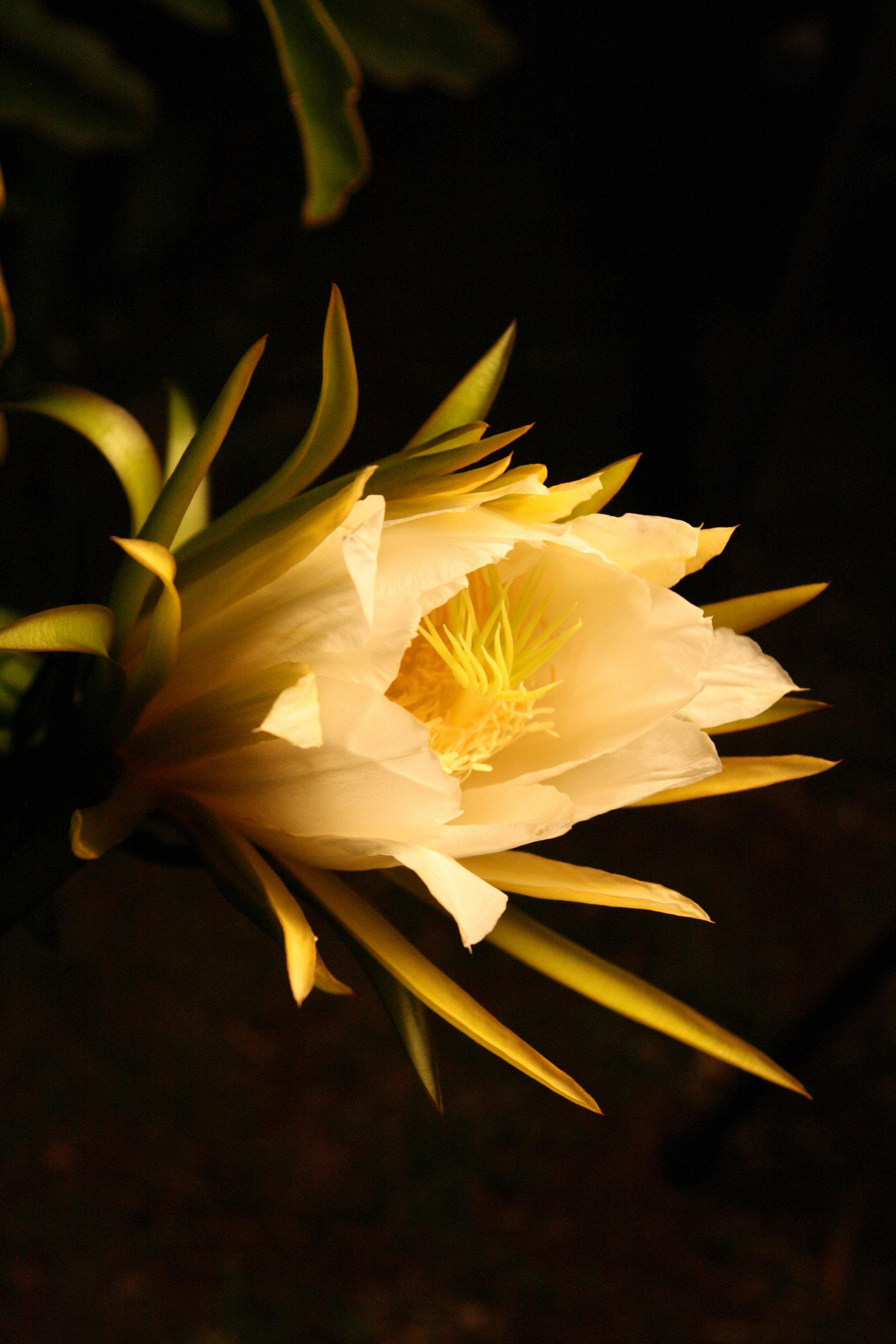 Exotic flowering cactus - Queen of the Night Cactus with fully bloomed flowers