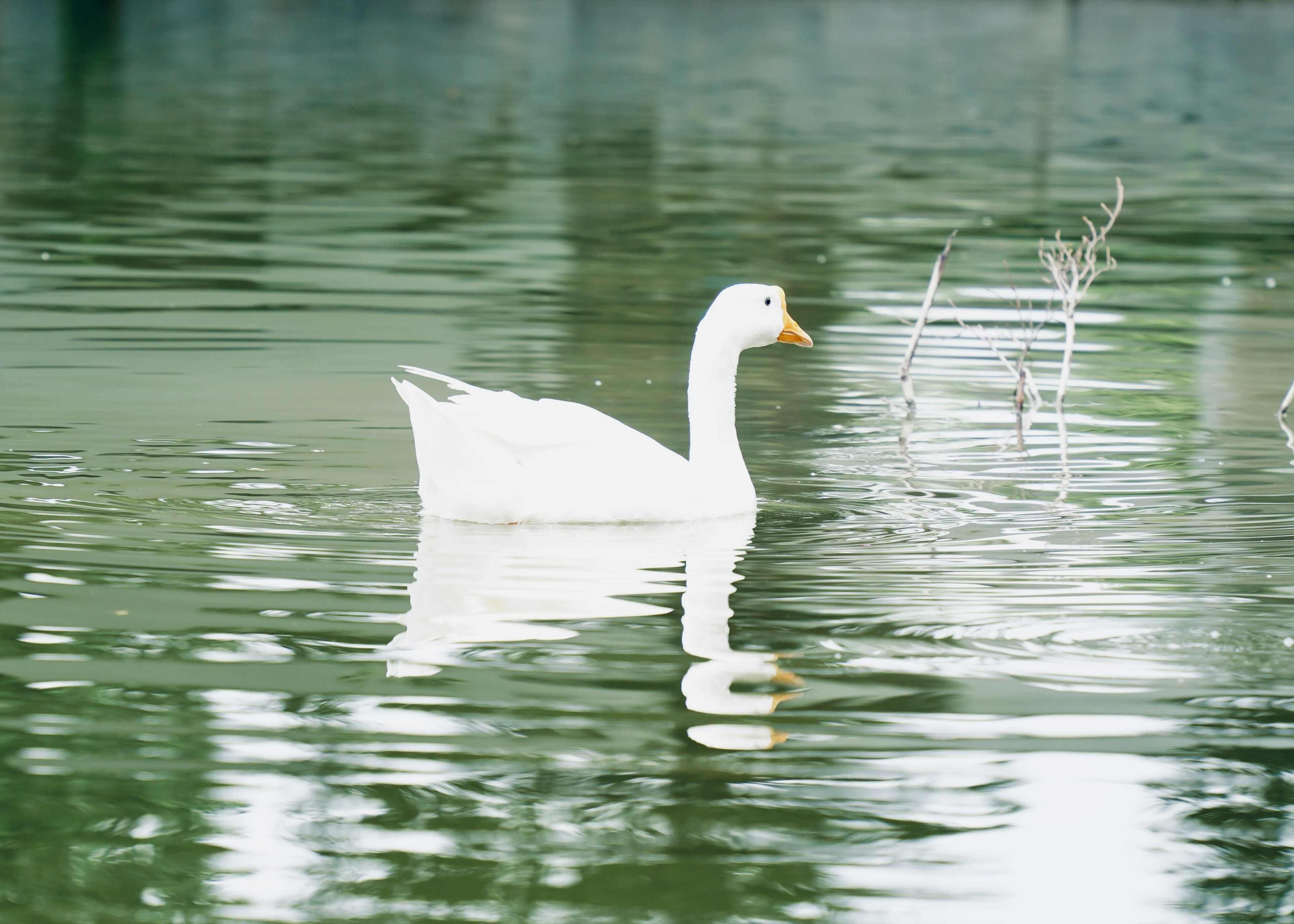 Photo by dlfornothing