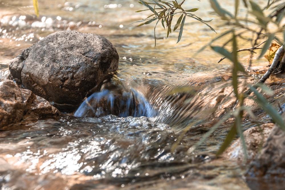 a small animal in the water