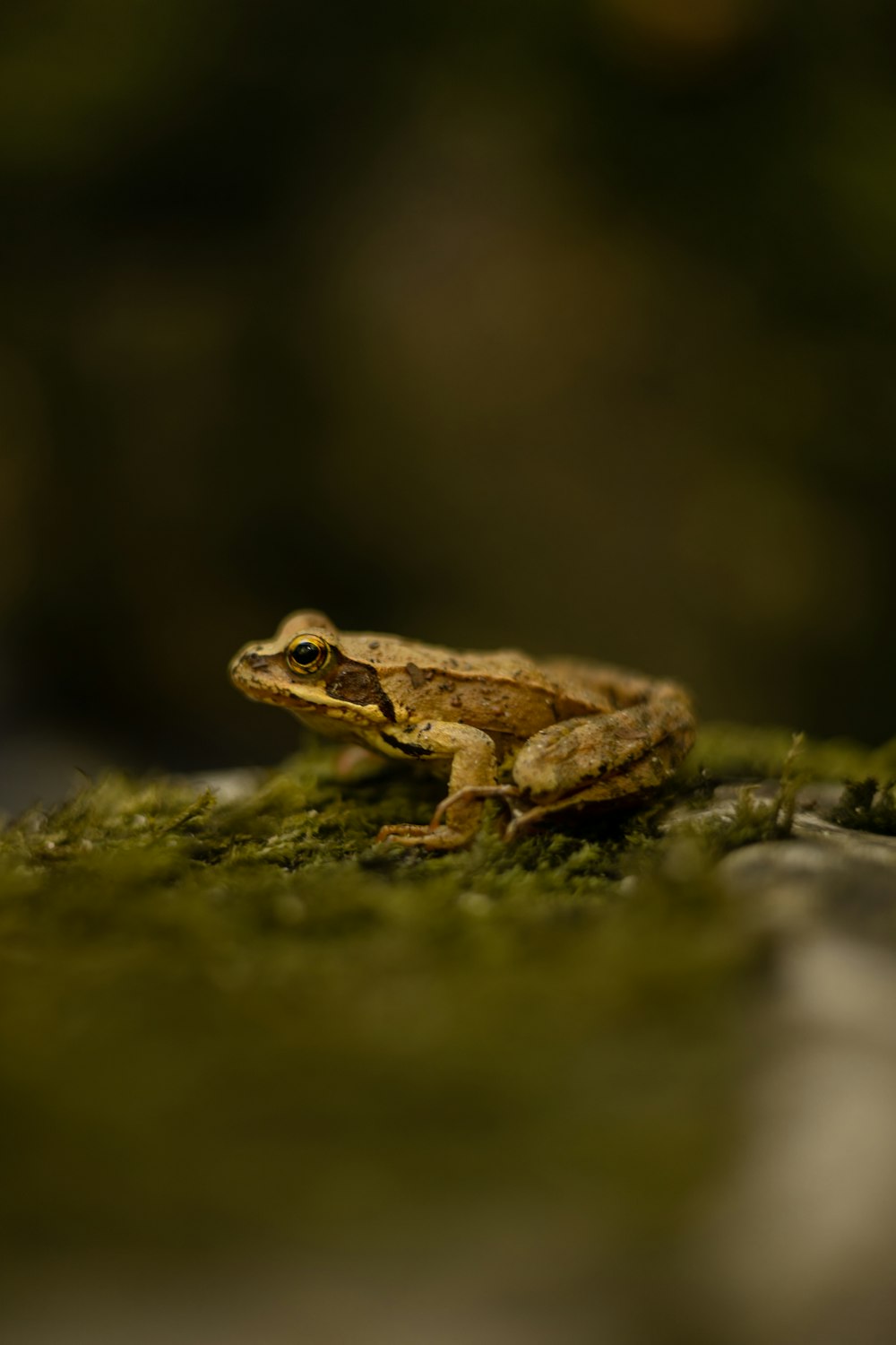 a frog on a branch