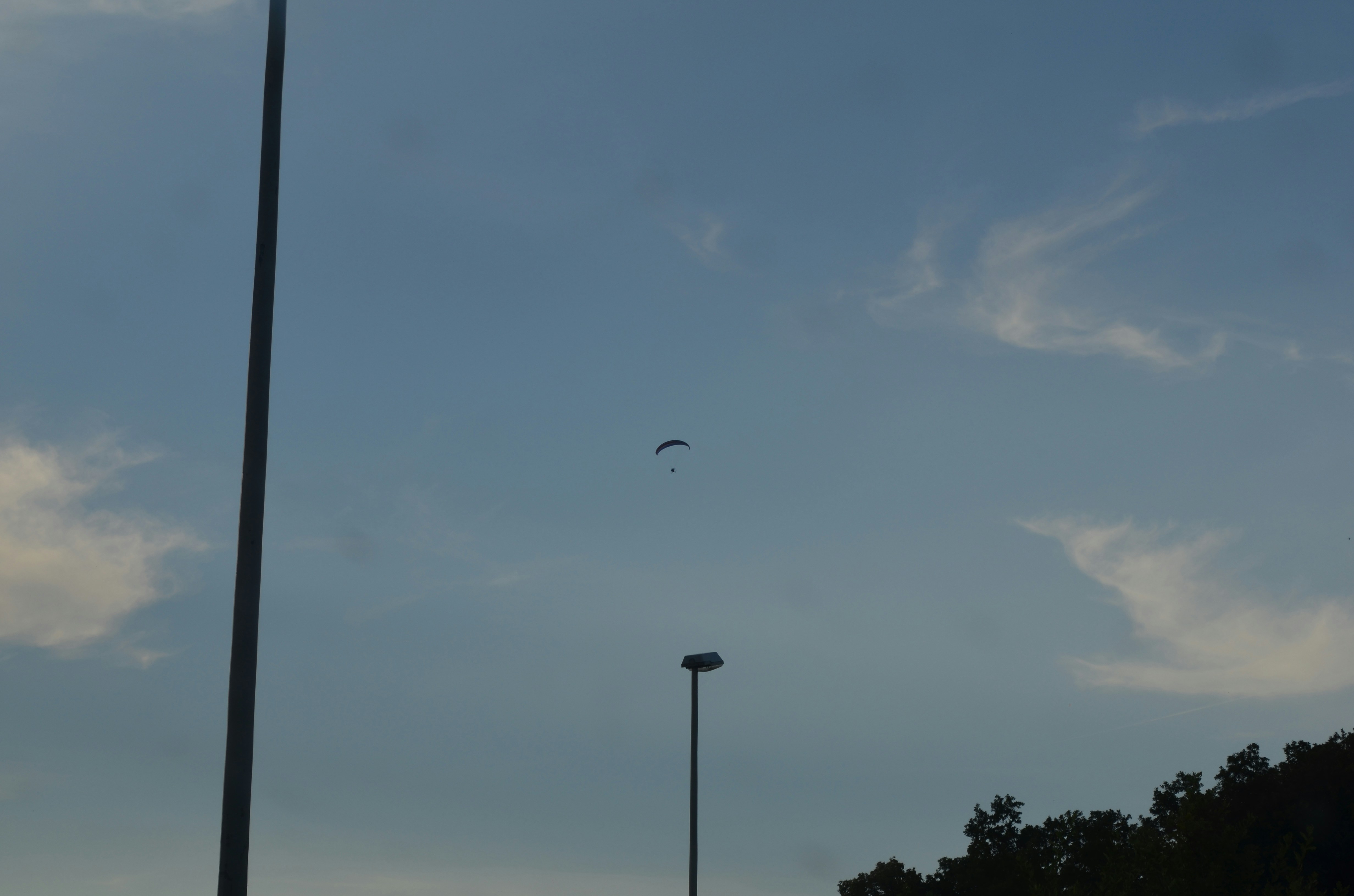 A bird flying in the sky