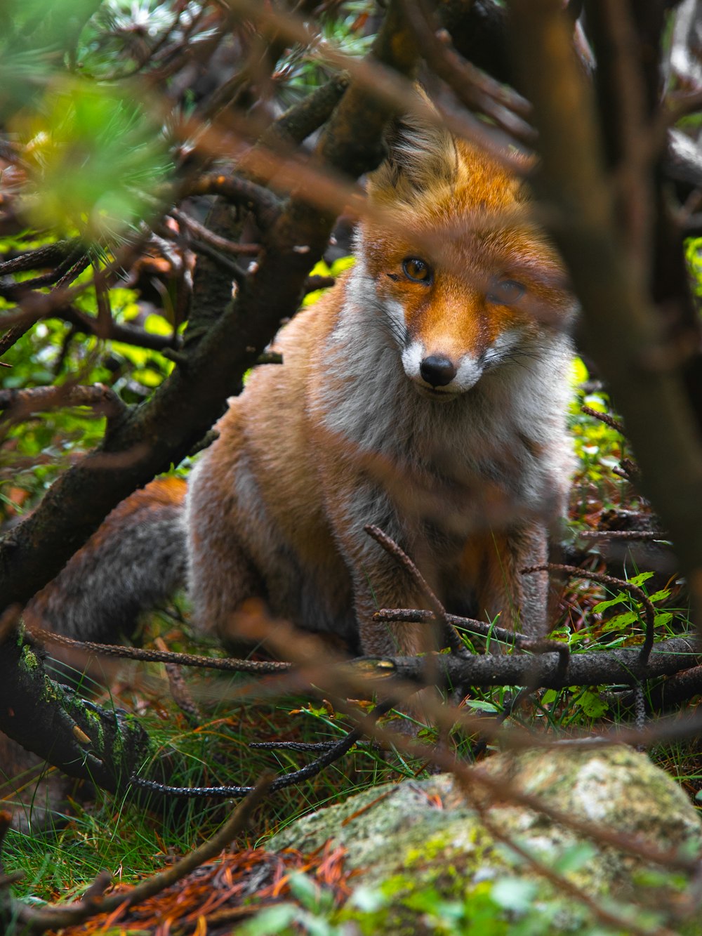 a fox sitting in a tree