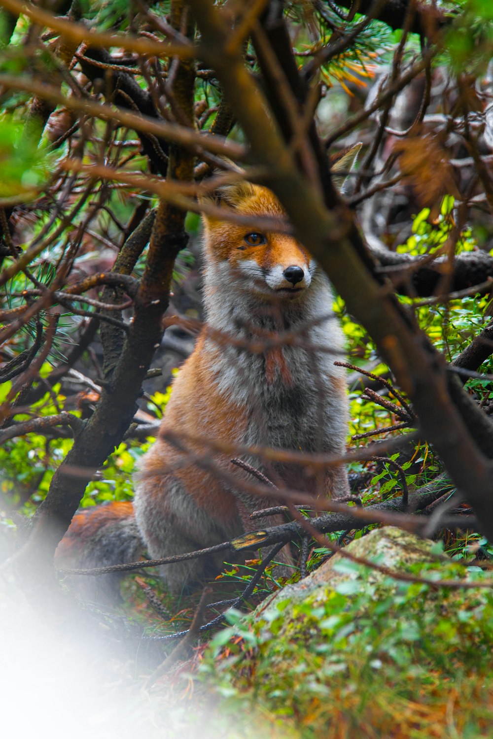 a fox in a tree
