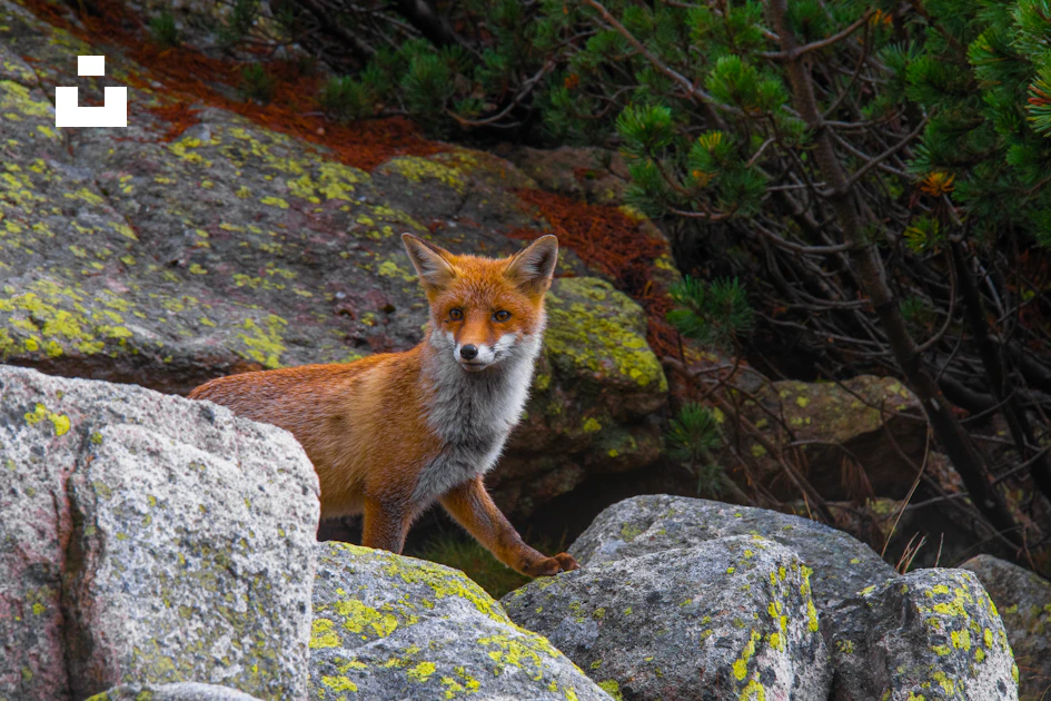 A fox sitting on rocks photo – Free Lis Image on Unsplash