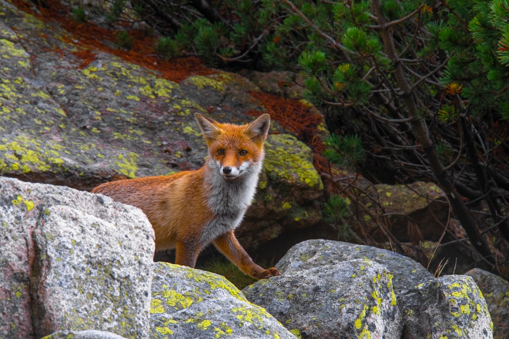 a fox sitting on rocks
