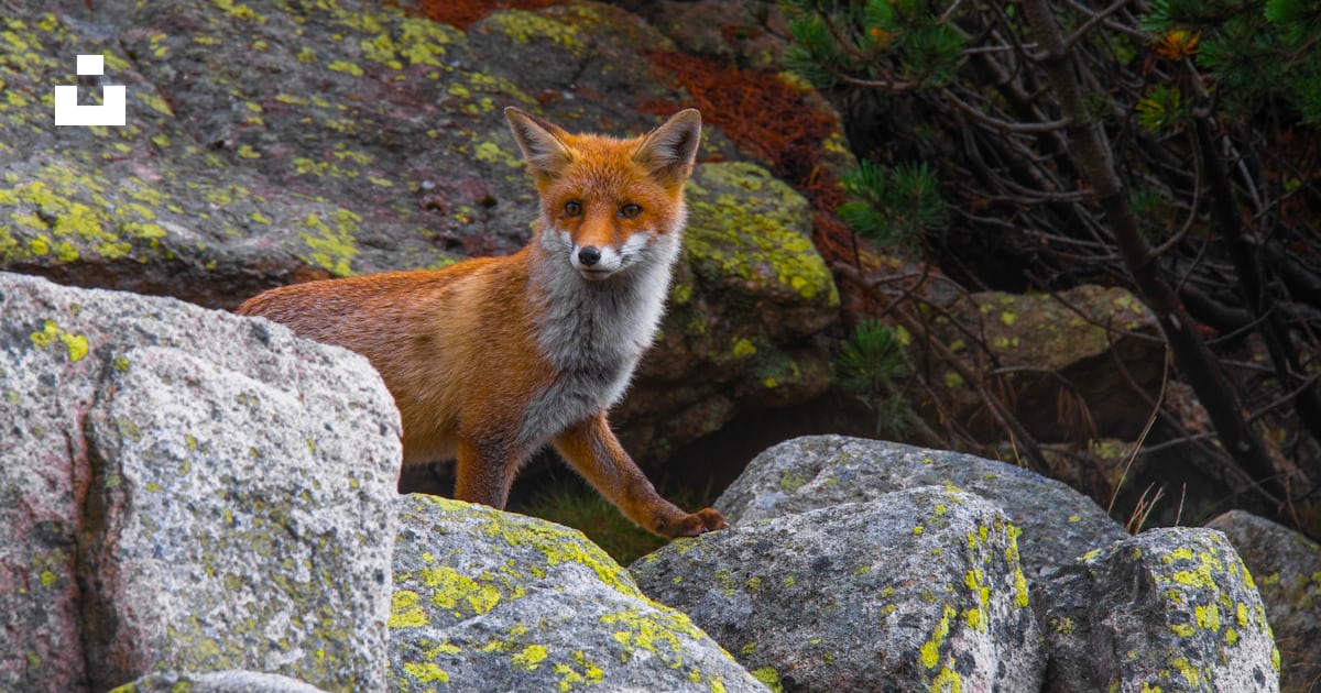 Foto zum Thema Ein Fuchs sitzt auf Felsen Kostenloses Bild zu Wild