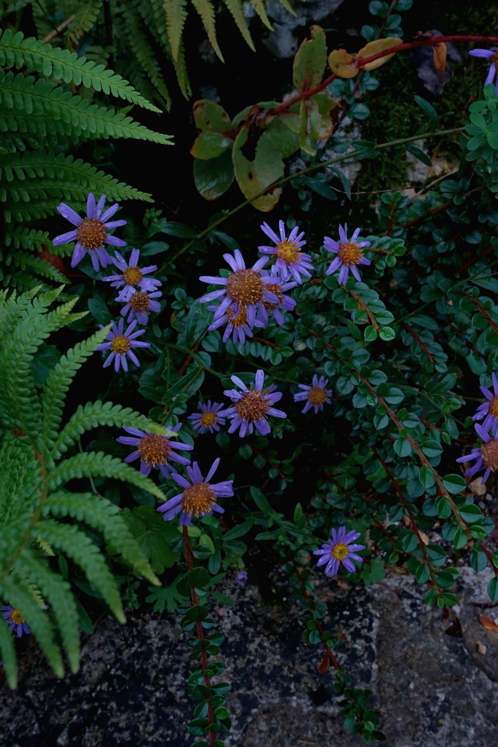 a group of flowers