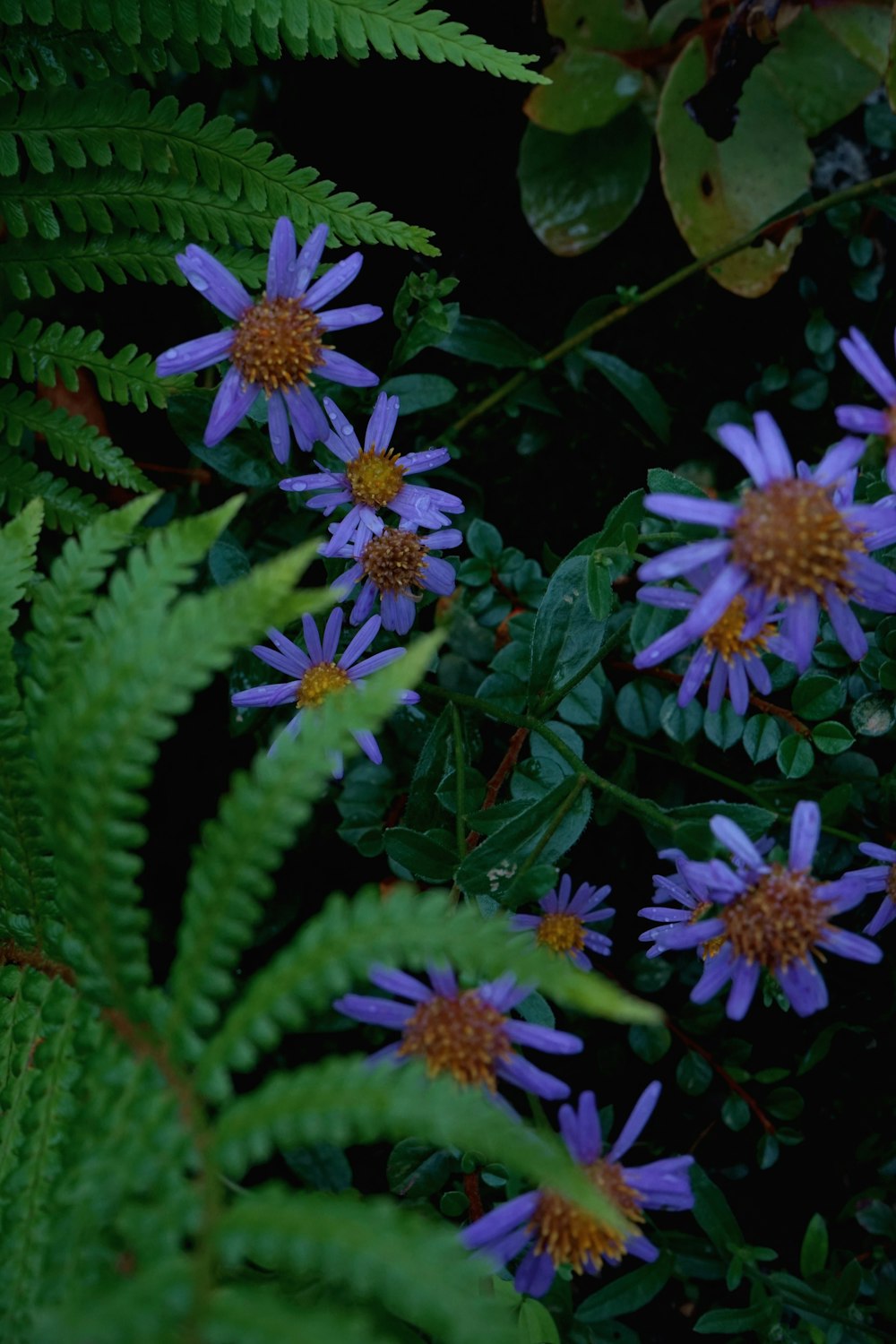 a group of purple flowers