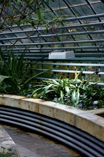 A greenhouse interior featuring rows of lush green plants. The structure includes metal beams and glass panels that allow natural light to flood in. A hanging light fixture is suspended from the ceiling, adding to the controlled environment for plant growth. The plants appear well-tended, with labels visible in the soil, indicating a curated collection.