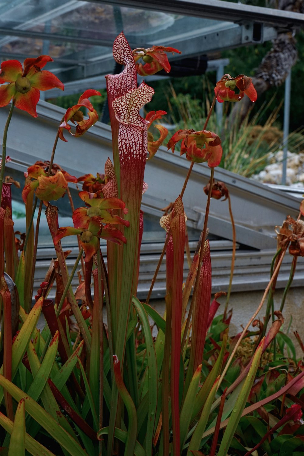 a plant with red flowers