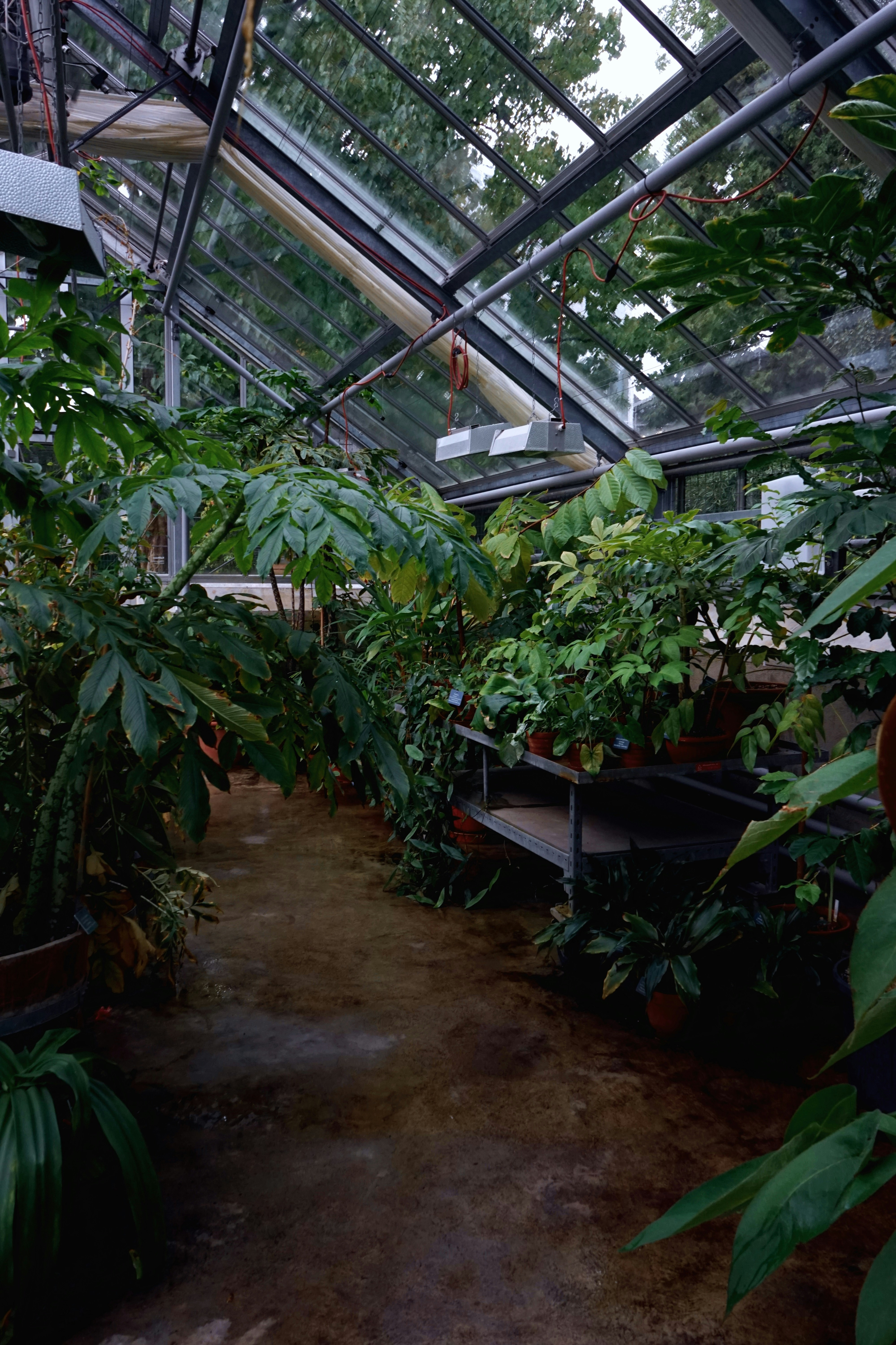 Hydroponic system with plants