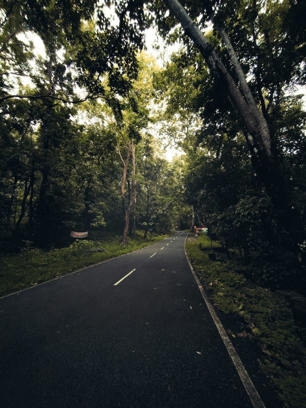 a road with trees on either side