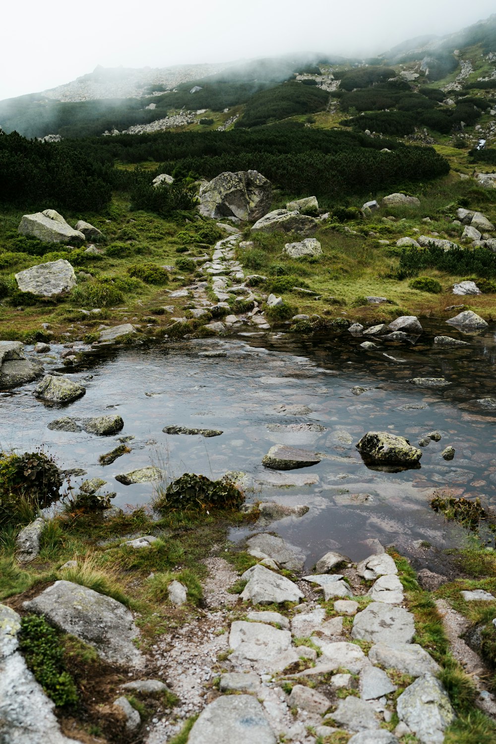 a river with rocks and grass