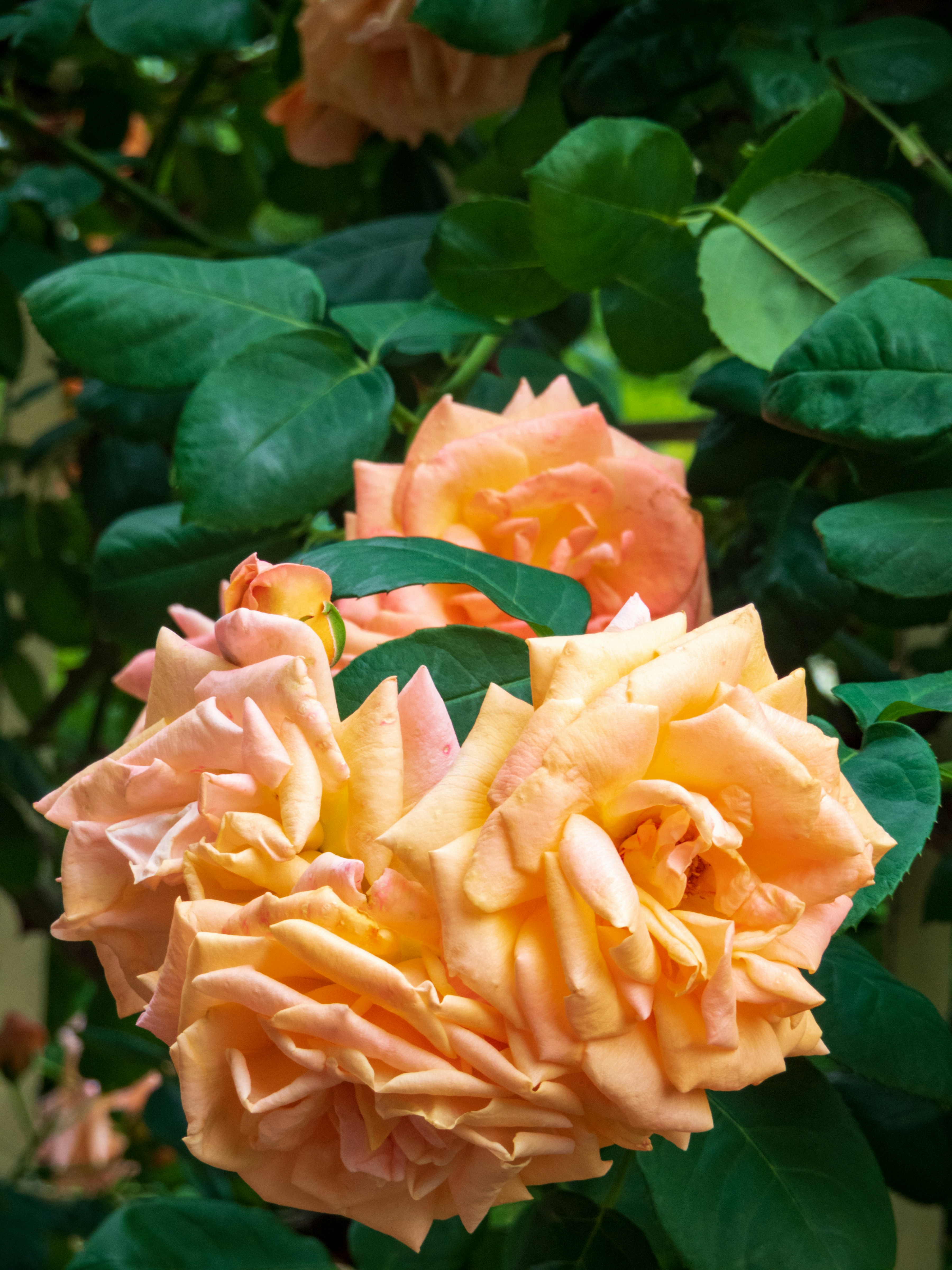 Photo by heppoko_yama