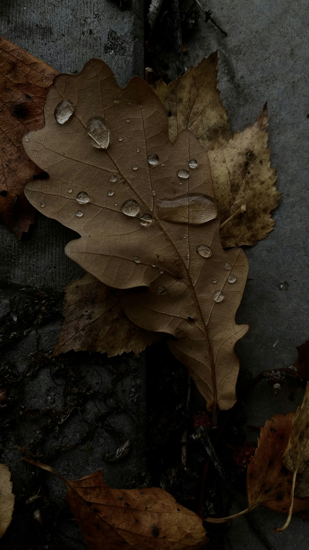 a leaf on the ground