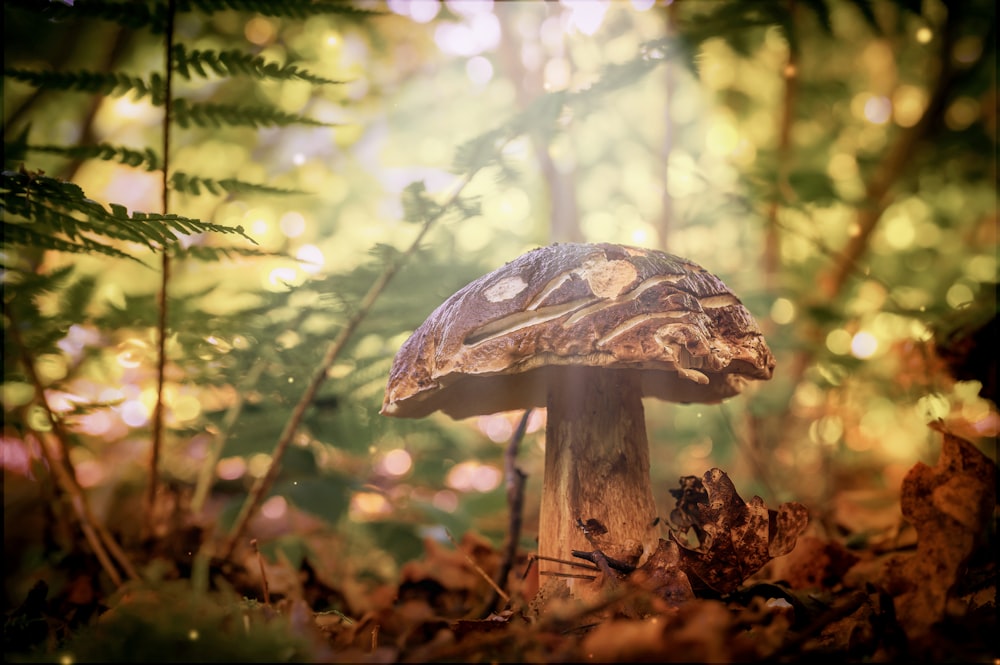 a mushroom growing in the woods