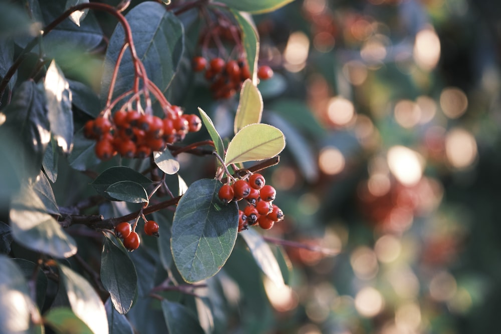 a close up of some berries