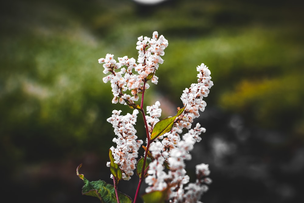 a close up of a flower