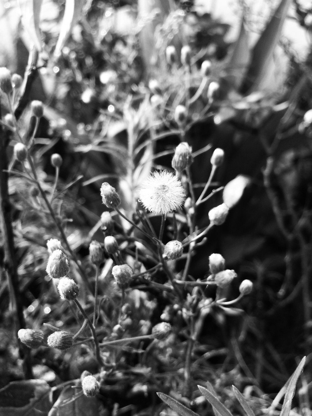 close up of a plant