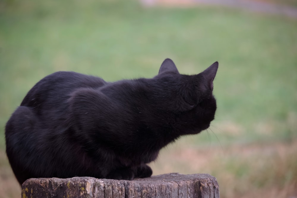 a black cat sitting on a log