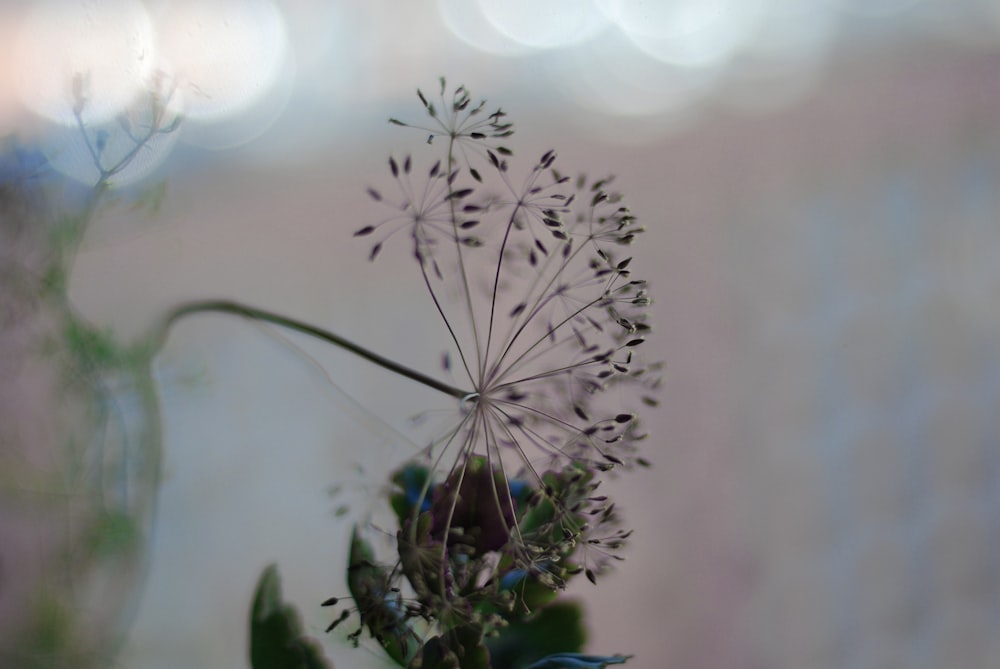 a plant with flowers